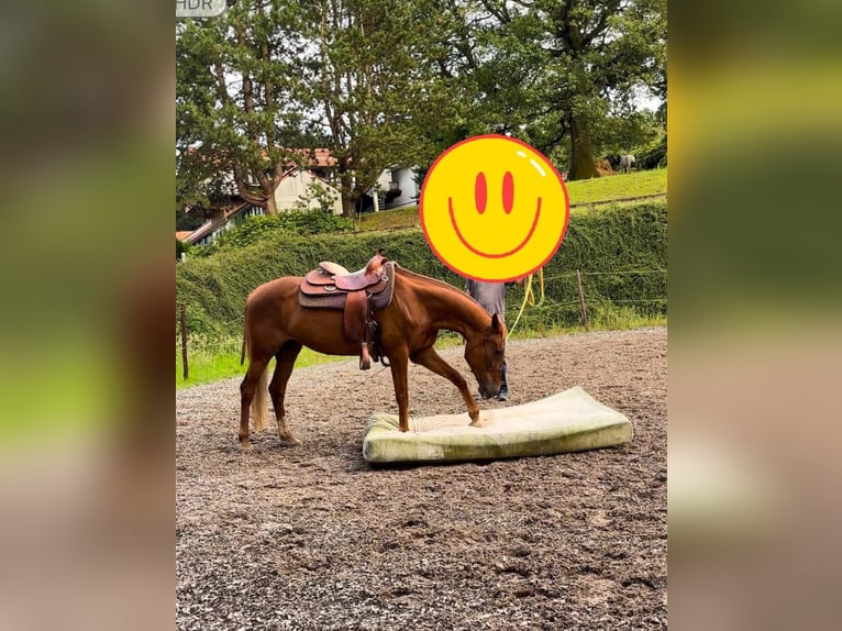 Más caballos de pura sangre Yegua 9 años 157 cm Alazán in Wegberg