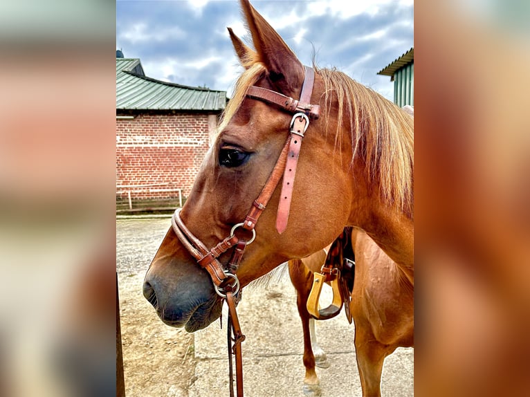 Más caballos de pura sangre Yegua 9 años 157 cm Alazán in Wegberg