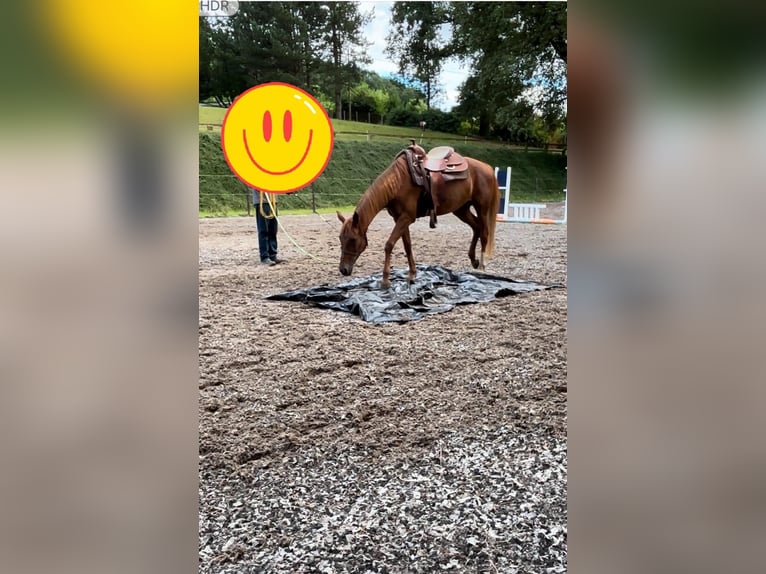 Más caballos de pura sangre Yegua 9 años 157 cm Alazán in Wegberg