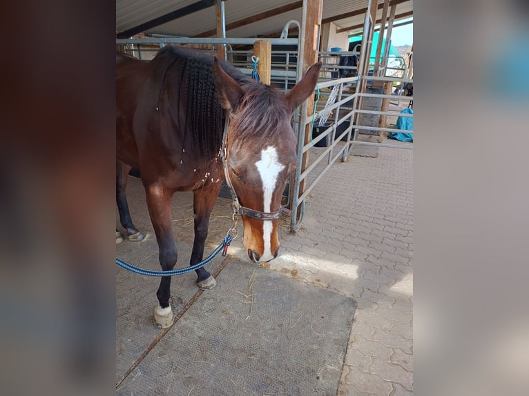 Más caballos de pura sangre Yegua 9 años 158 cm Castaño in Wetzlar