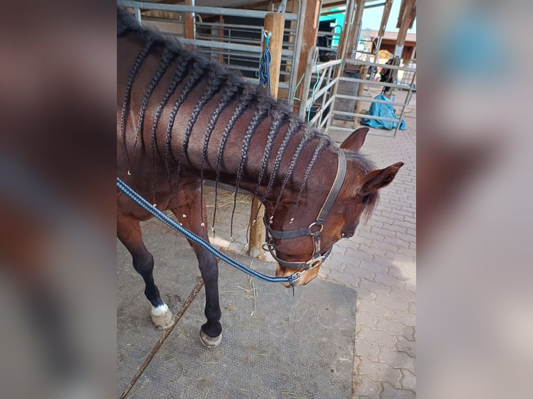 Más caballos de pura sangre Yegua 9 años 158 cm Castaño in Wetzlar