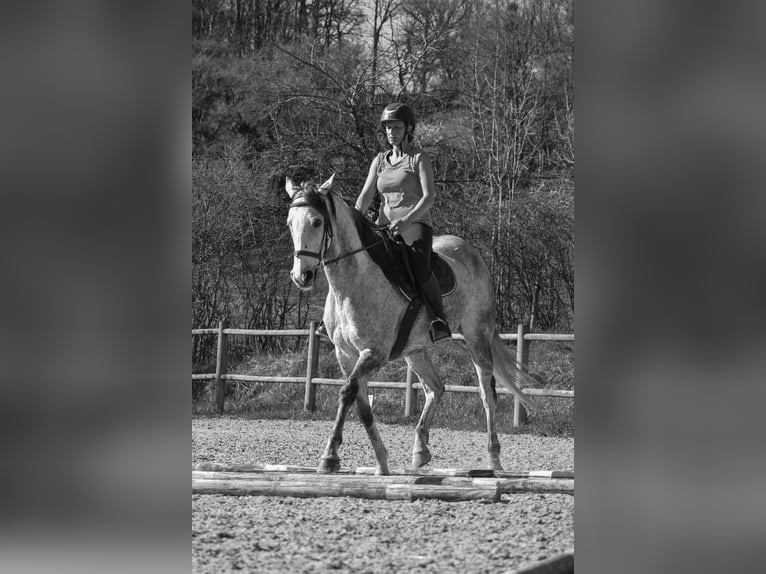 Más caballos de pura sangre Yegua 9 años 160 cm Tordo in L'Aiguillon