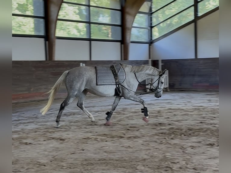 Más caballos de pura sangre Yegua 9 años 163 cm Tordo in Kollow