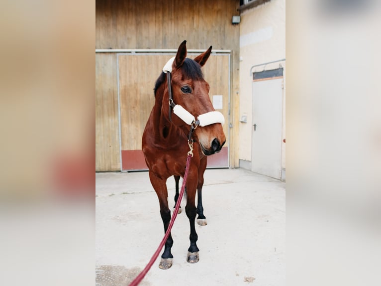 Más caballos de pura sangre Yegua 9 años 168 cm Castaño in Franking