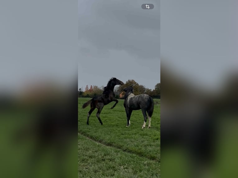 Más caballos de pura sangre Yegua Potro (04/2025) 145 cm Castaño in Charrin