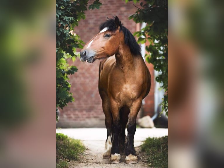 Más caballos de sangre fría Caballo castrado 10 años 160 cm Castaño in Viersen