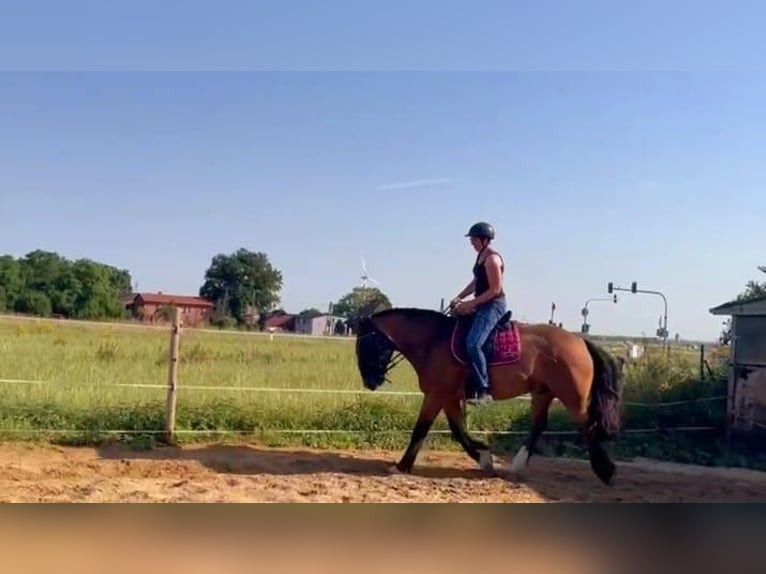 Más caballos de sangre fría Caballo castrado 10 años 160 cm Castaño in Viersen