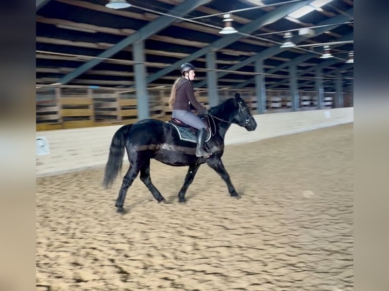 Más caballos de sangre fría Caballo castrado 10 años 160 cm Negro in Pelmberg