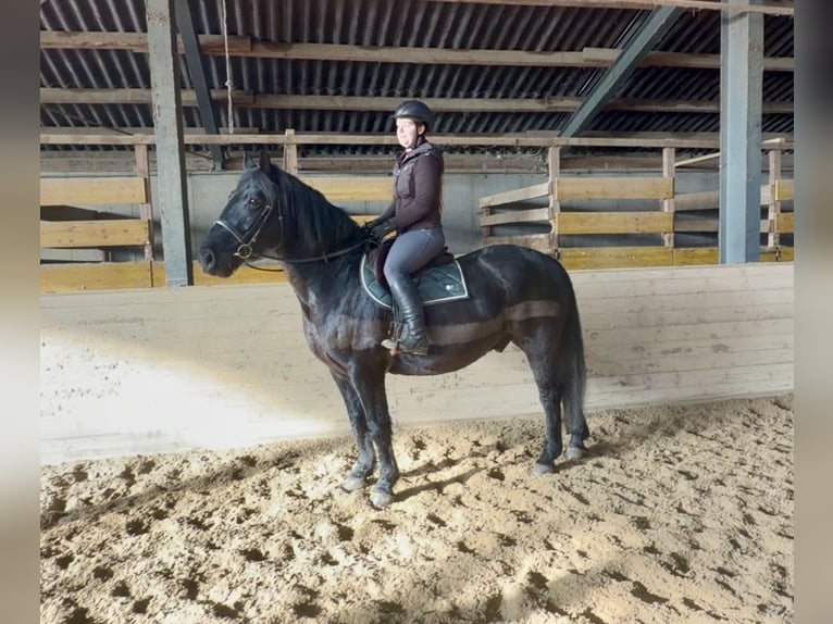 Más caballos de sangre fría Caballo castrado 10 años 160 cm Negro in Pelmberg