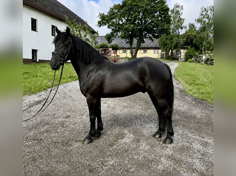 Más caballos de sangre fría Caballo castrado 10 años 160 cm Negro in Pelmberg