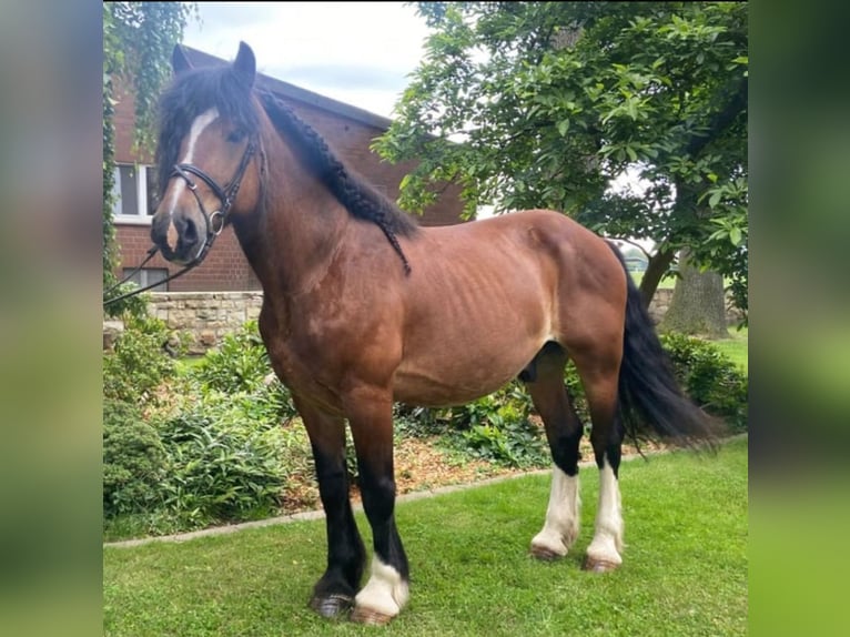 Más caballos de sangre fría Caballo castrado 10 años 169 cm Castaño in Harsewinkel