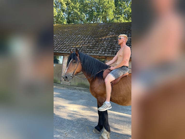 Más caballos de sangre fría Caballo castrado 10 años 169 cm Castaño in Harsewinkel