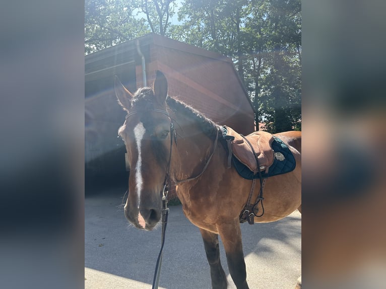 Más caballos de sangre fría Caballo castrado 10 años 169 cm Castaño in Harsewinkel