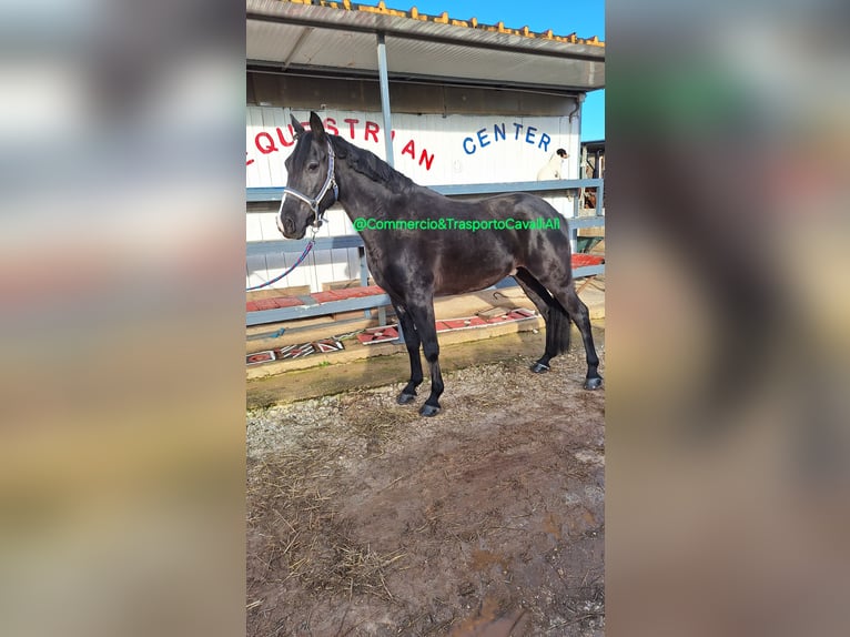 Más caballos de sangre fría Mestizo Caballo castrado 11 años 150 cm Negro in Solarino