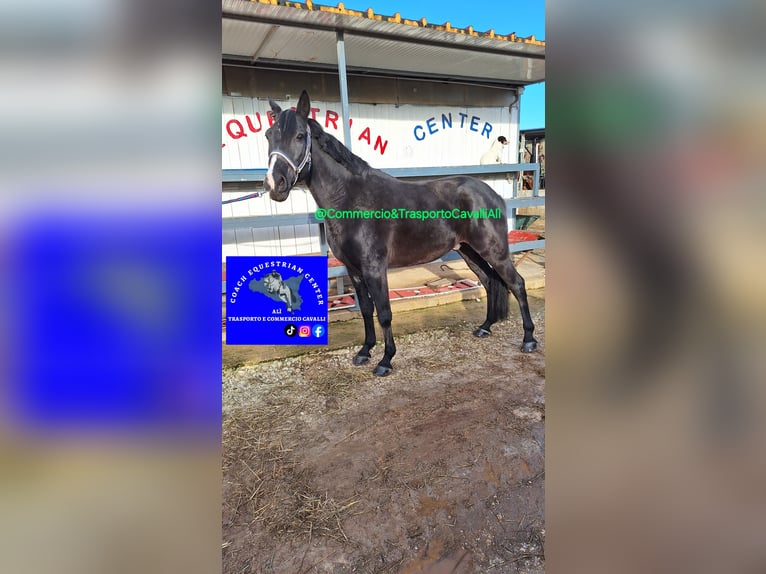 Más caballos de sangre fría Mestizo Caballo castrado 11 años 150 cm Negro in Solarino