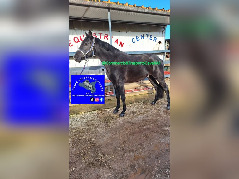 Más caballos de sangre fría Mestizo Caballo castrado 11 años 150 cm Negro in Solarino