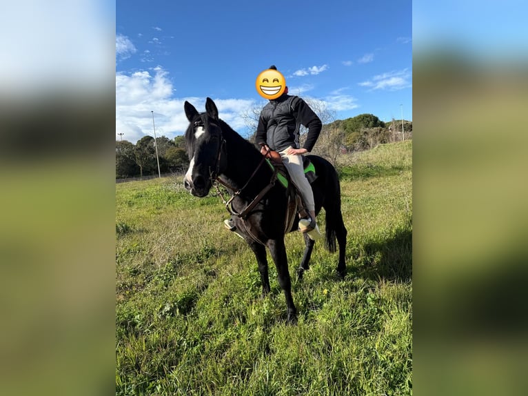 Más caballos de sangre fría Mestizo Caballo castrado 11 años 150 cm Negro in Solarino