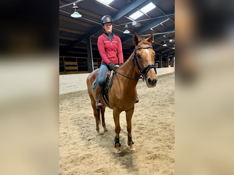 Más caballos de sangre fría Caballo castrado 11 años 160 cm Alazán in Davidschlag