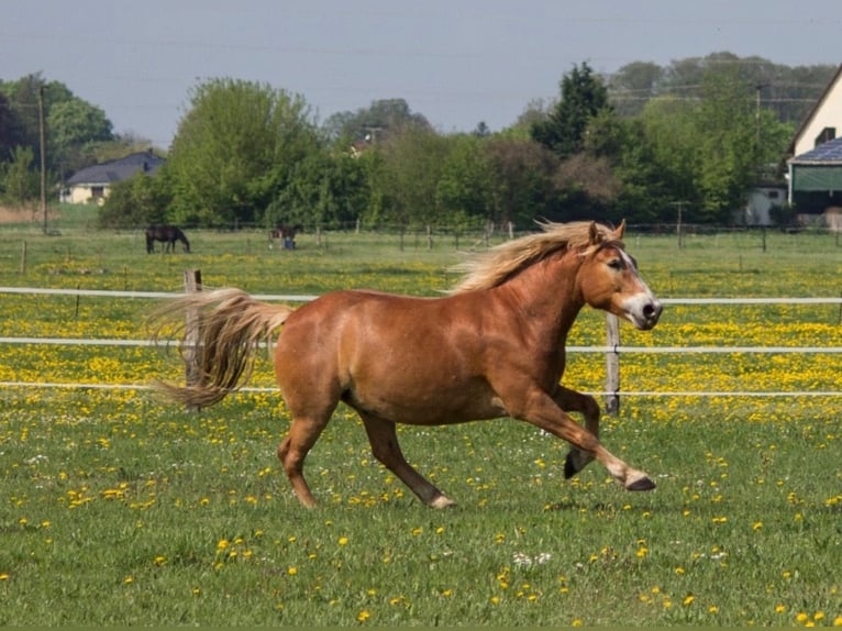 Más caballos de sangre fría Mestizo Caballo castrado 11 años 163 cm Alazán in Liebenwalde