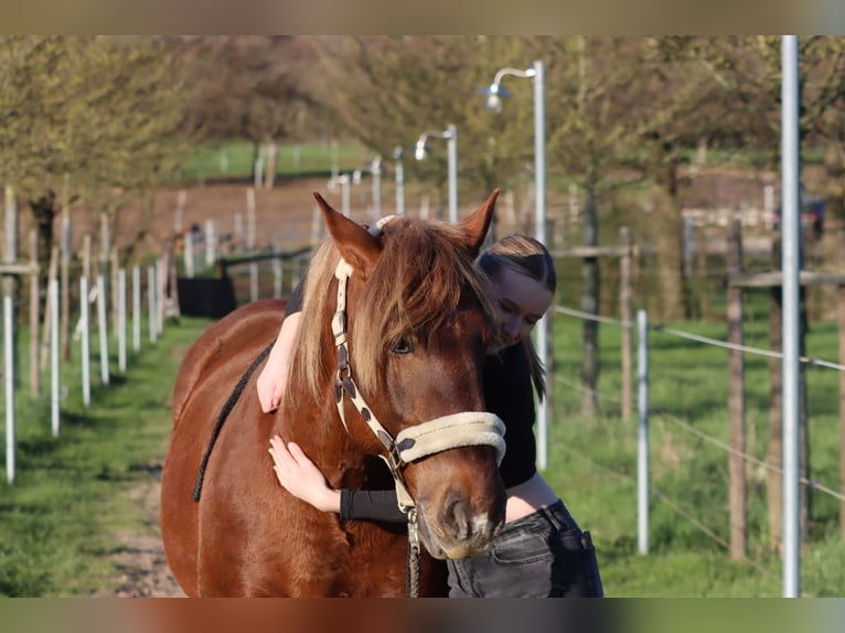 Más caballos de sangre fría Caballo castrado 12 años 155 cm Castaño in Hanau