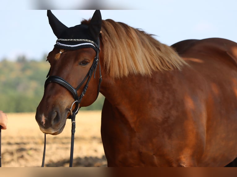 Más caballos de sangre fría Caballo castrado 12 años 155 cm Castaño in Hanau