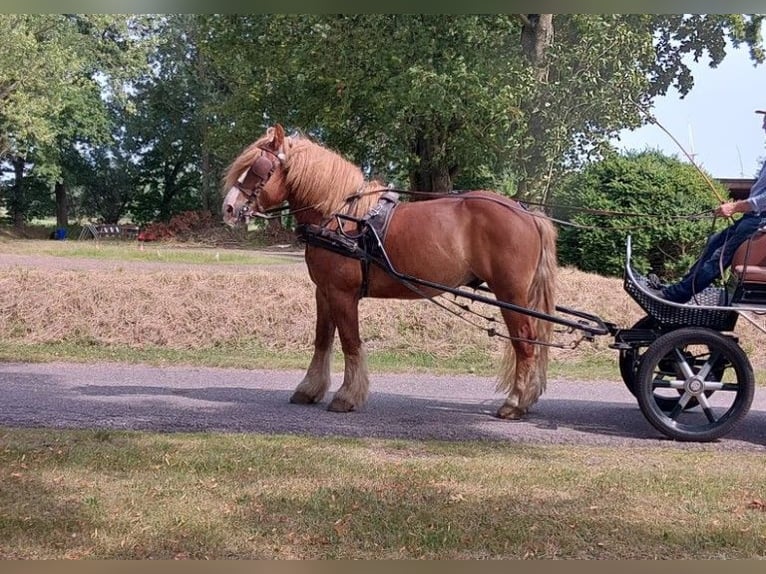 Más caballos de sangre fría Caballo castrado 12 años 160 cm Alazán in Süderlügum
