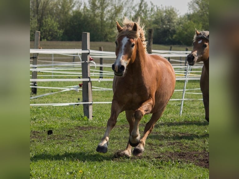 Más caballos de sangre fría Mestizo Caballo castrado 12 años 163 cm Alazán in Liebenwalde
