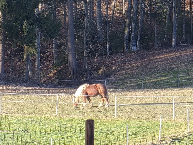 Más caballos de sangre fría Caballo castrado 12 años 163 cm Alazán in Schmiedrued