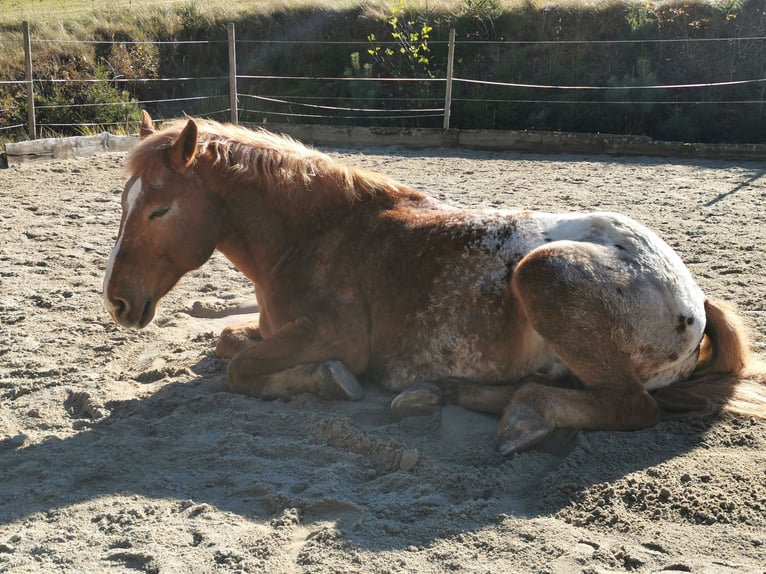 Más caballos de sangre fría Mestizo Caballo castrado 12 años 175 cm Alazán in Freistadt