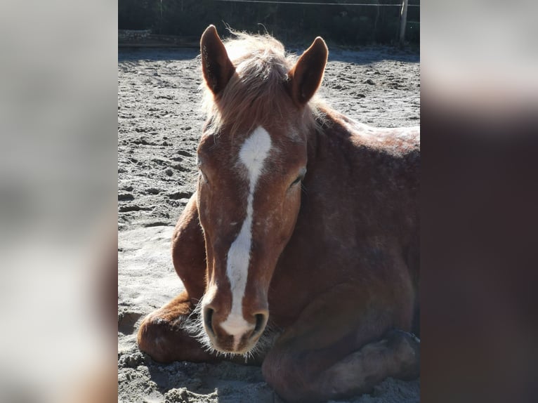 Más caballos de sangre fría Mestizo Caballo castrado 12 años 175 cm Alazán in Freistadt