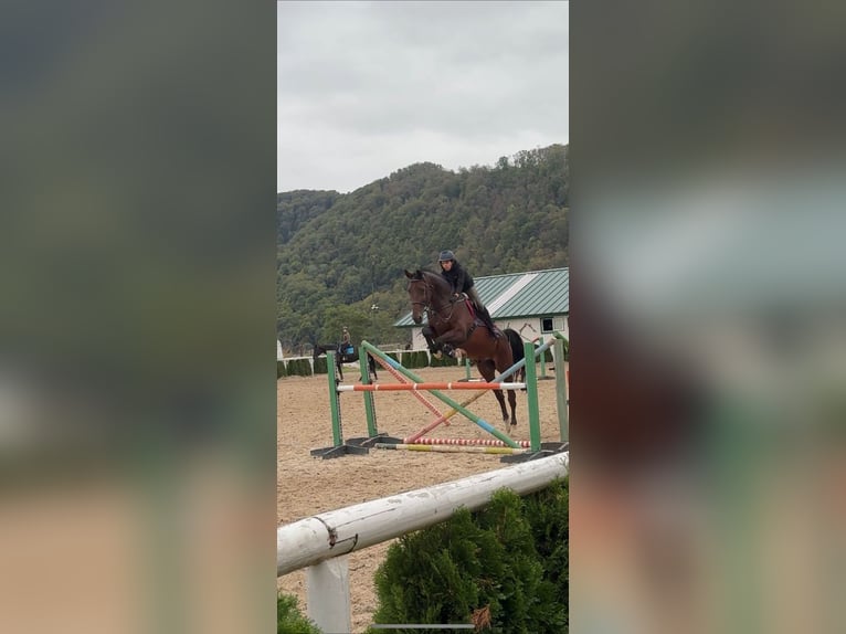 Más caballos de sangre fría Caballo castrado 12 años 177 cm Castaño in Piatra neamt