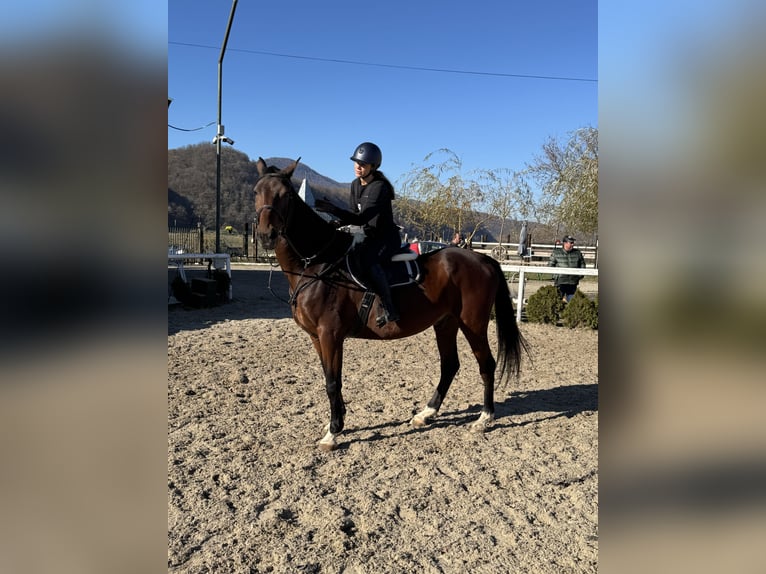 Más caballos de sangre fría Caballo castrado 12 años 177 cm Castaño in Piatra neamt