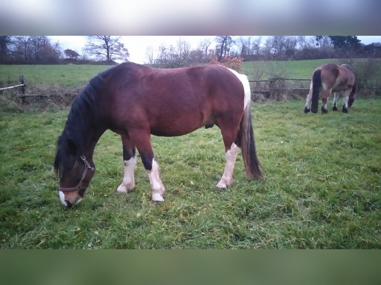Más caballos de sangre fría Mestizo Caballo castrado 13 años 169 cm Pío in Ranstadt