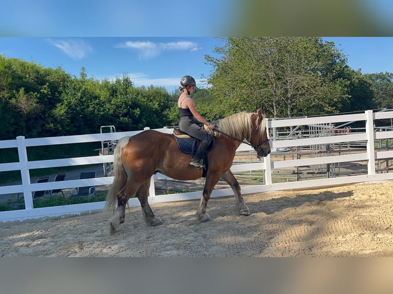 Más caballos de sangre fría Caballo castrado 15 años 165 cm Alazán in Morsbach