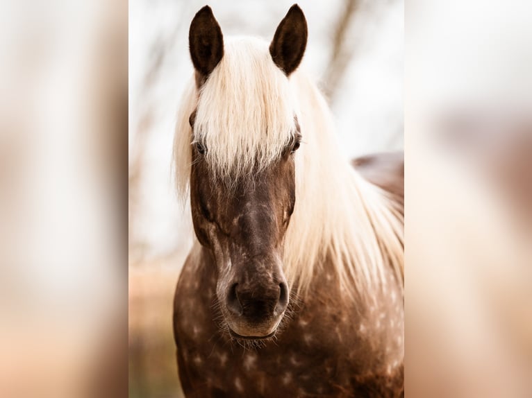 Más caballos de sangre fría Caballo castrado 16 años 160 cm in Wangerland Hohenkirchen