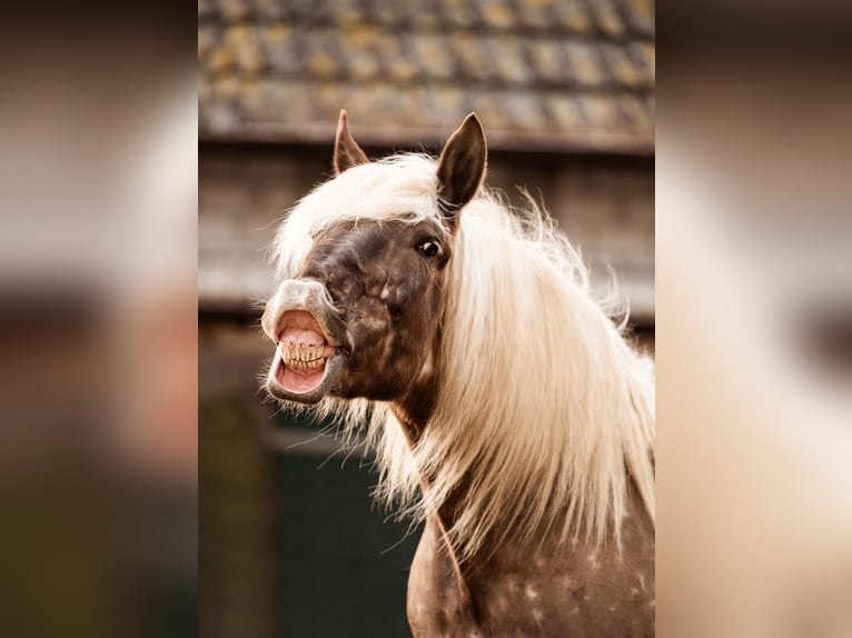 Más caballos de sangre fría Caballo castrado 16 años 160 cm in Wangerland Hohenkirchen