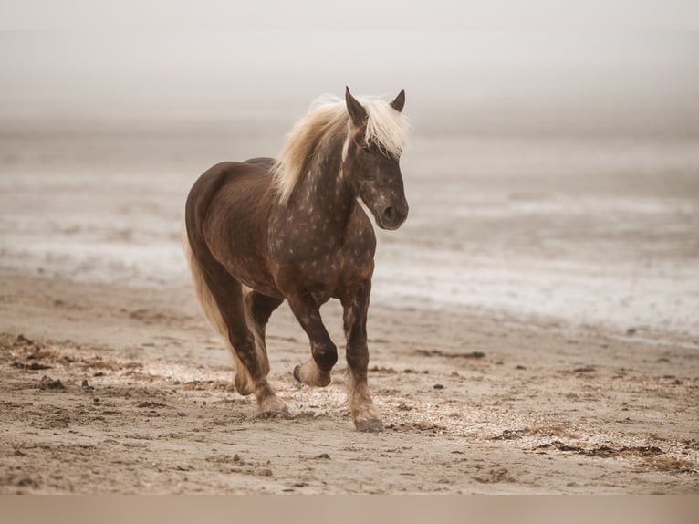 Más caballos de sangre fría Caballo castrado 16 años 160 cm in Wangerland Hohenkirchen