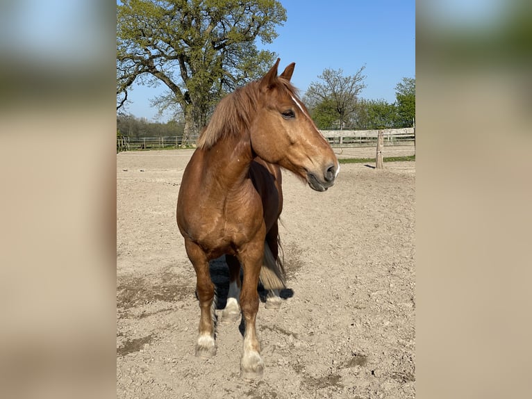 Más caballos de sangre fría Caballo castrado 16 años 166 cm Alazán in Böklund