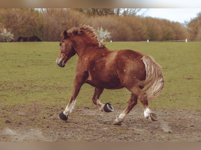 Más caballos de sangre fría Caballo castrado 16 años 166 cm Alazán in Böklund