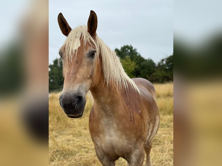 Más caballos de sangre fría Caballo castrado 16 años 170 cm  in Dormagen