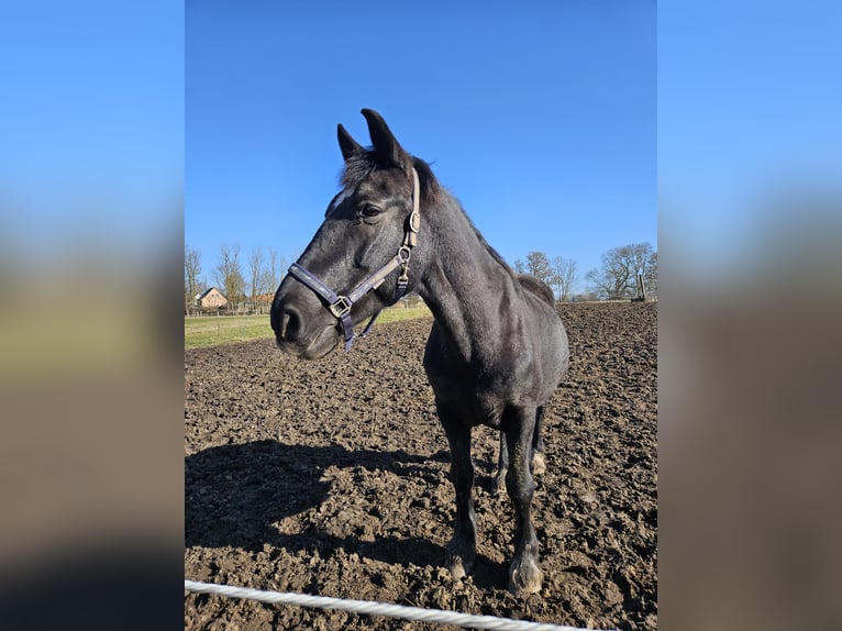 Más caballos de sangre fría Caballo castrado 19 años 155 cm Morcillo in Obermützkow