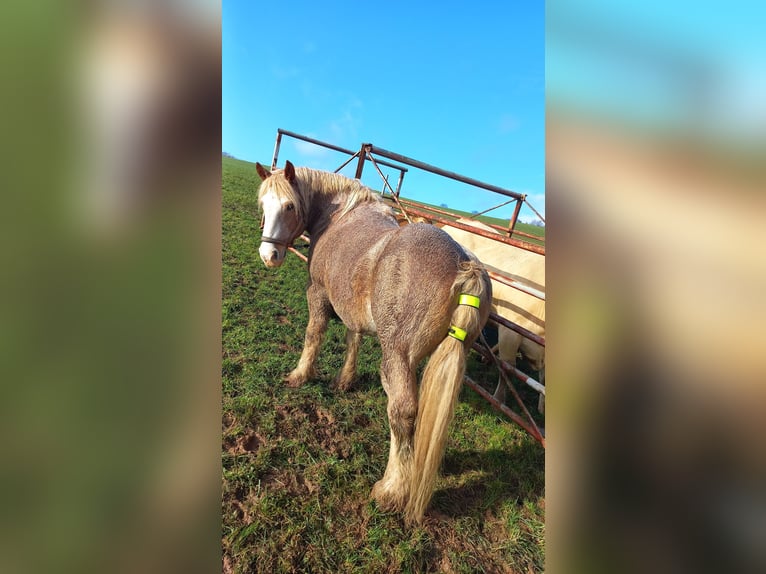 Más caballos de sangre fría Caballo castrado 21 años 155 cm in Gilserberg