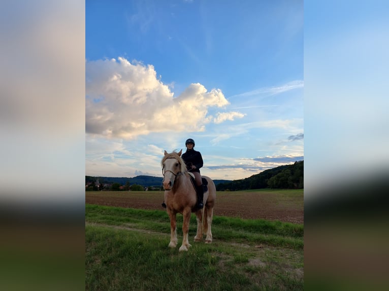 Más caballos de sangre fría Mestizo Caballo castrado 21 años 155 cm Tordo ruano in Gilserberg