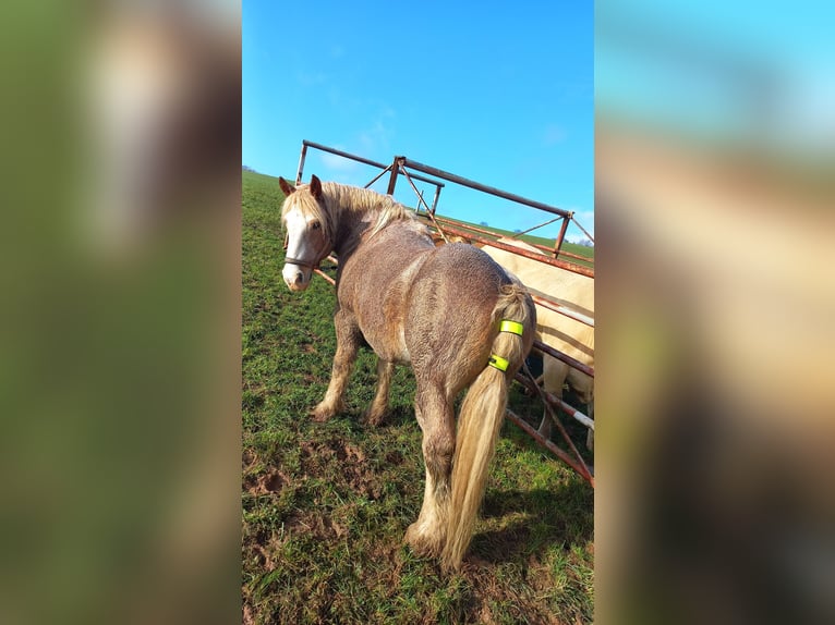 Más caballos de sangre fría Mestizo Caballo castrado 21 años 155 cm Tordo ruano in Gilserberg