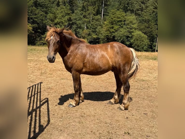 Más caballos de sangre fría Mestizo Caballo castrado 2 años 155 cm  in Daleiden