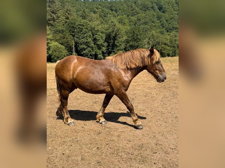 Más caballos de sangre fría Mestizo Caballo castrado 2 años 155 cm  in Daleiden