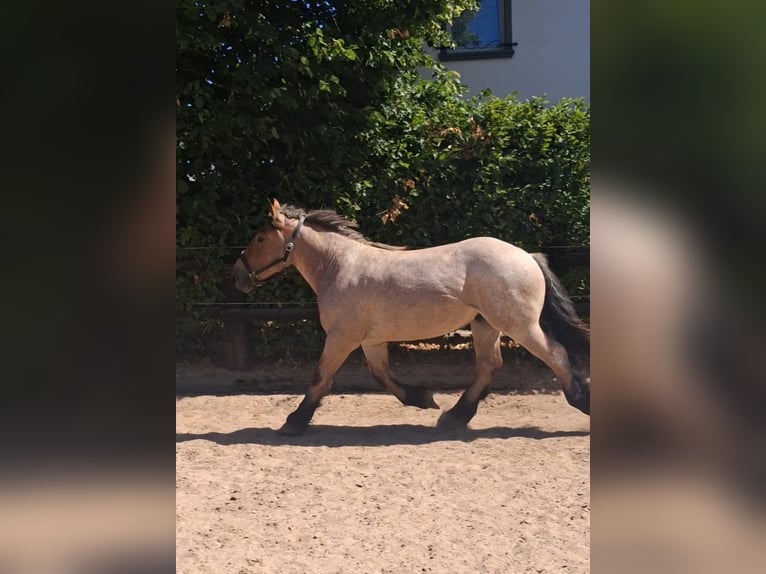 Más caballos de sangre fría Caballo castrado 2 años 155 cm  in Nettersheim