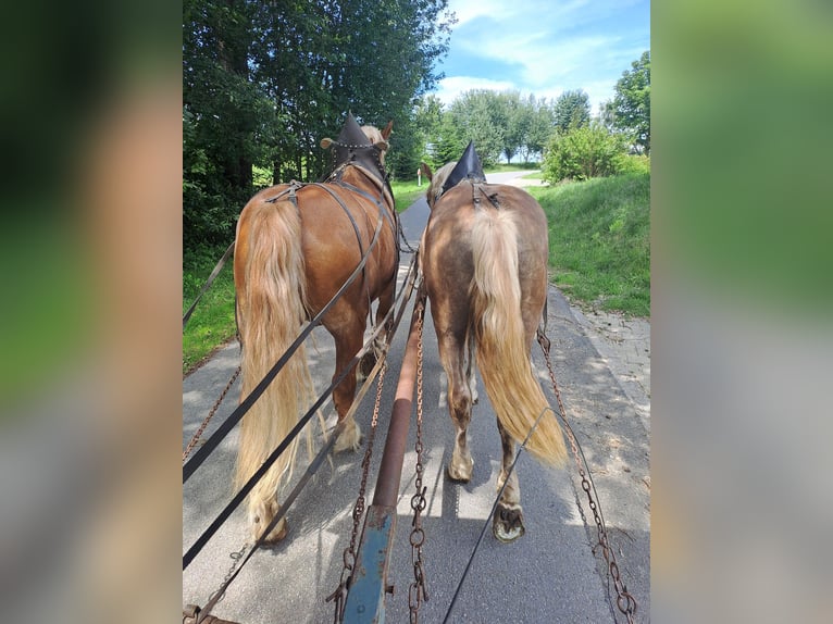 Más caballos de sangre fría Caballo castrado 2 años Alazán-tostado in Bad Kötzting