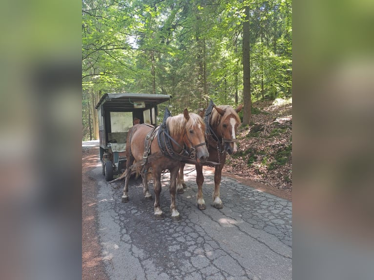 Más caballos de sangre fría Caballo castrado 2 años Alazán-tostado in Bad Kötzting