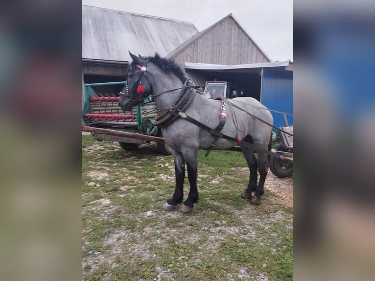 Más caballos de sangre fría Caballo castrado 2 años Tordo in Spytkowice